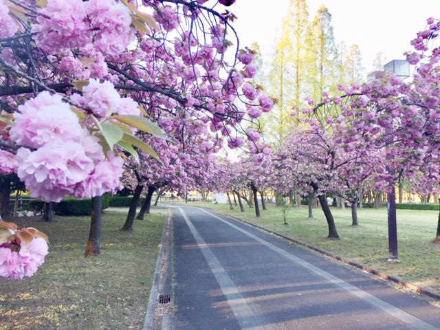 桜